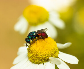 Оса блестянка