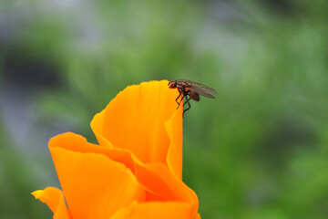 Orange Fly 01
