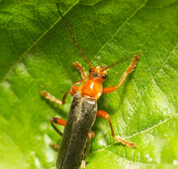 red bug on green leaf