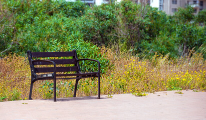 wooden bench in a city park on a background of plants