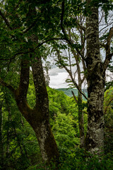 Fototapeta premium promenade dans les bois 5