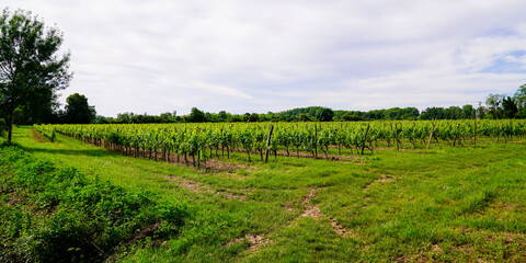 Fototapeta na wymiar saint Emilion harvest vineyard in Bordeaux wine region in france