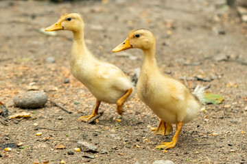 Domestic ducklings in a rural yard, birds