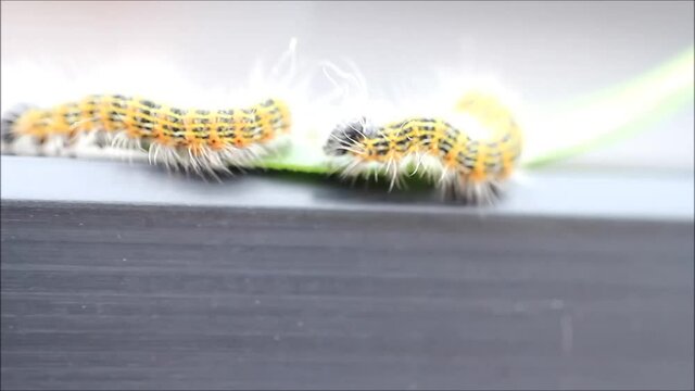 caterpillar moth, Phalera bucephala, Raupe Mondvogel
