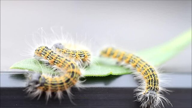 caterpillar moth, Phalera bucephala, Raupe Mondvogel
