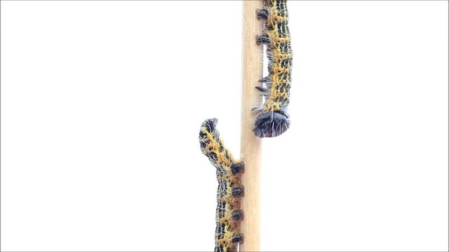 caterpillar moth, Phalera bucephala, Raupe Mondvogel
