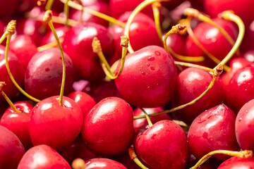 Fresh organic red cherries with stems, fruit
