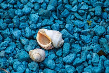 seashells on the sand