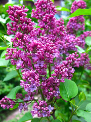 Fototapeta na wymiar beautiful lilac blooms in spring with purple flowers in brushes on the Bush
