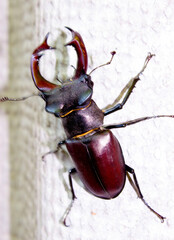 Big beautiful stag beetle. Stag beetle (Lucanus cervus). One of the largest beetles on the planet....