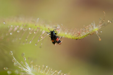 Owad na rosiczce © Kasia R.