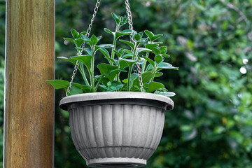 pot on a wooden wall