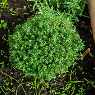 thyme plant growing  in the garden