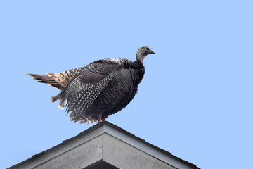 Turkey Hen 02