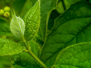 Fototapeta na wymiar Young apical hairy leaves of the emerald shrub Philadelphus (or else jasmine) that has not yet released its flower buds. Macro, narrow focus.
