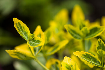 Bright yellow green plant close up