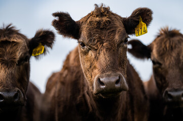 cows grazing on pasture.