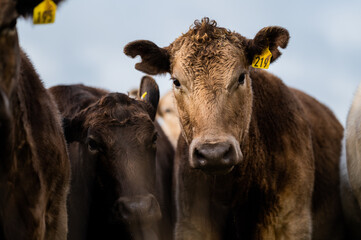 cows grazing on pasture.