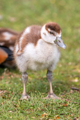 Egyptian Goose chick (Nilgans, Alopochen aegyptiaca)