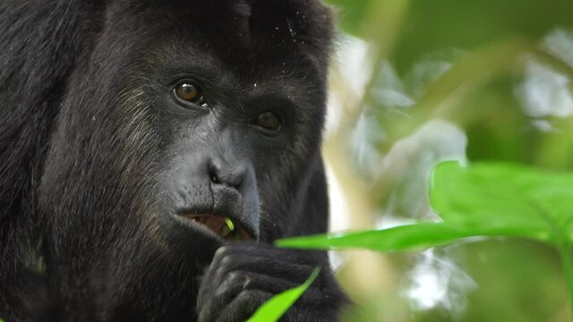 Howler monkey at rainforest mexico chiapas