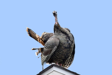 Turkey Hen 11