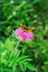 a small butterfly that sits on a purple flower on a Sunny day