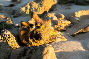 Snail shell at the morning beach