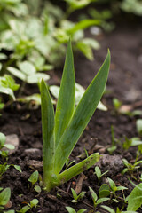 A new sprout of iris sprouting from the ground in spring