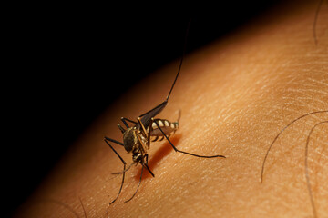 Macro mosquito carrier Dengue fever Chikungunya Malaria sucking blood human skin
