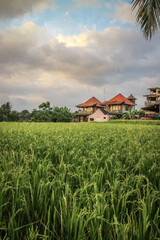 Fototapeta na wymiar Green rice field at sunny day