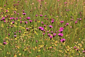 Kartäusernelken (Dianthus carthusianorum subsp. carthusianorum).und Wundklee (Anthyllis vulneraria)