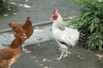 A walking rooster with his chickens in a country yard. 