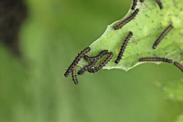 Junge Raupen des Tagpfauenauges (Aglais io) an Brennnessel.