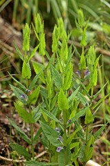 Sumpf-Helmkraut (Scutellaria galericulata)
