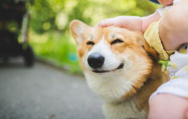 welsh corgi pembroke dog being petted and hugged by a newborn baby, in a park, very happy and smiling