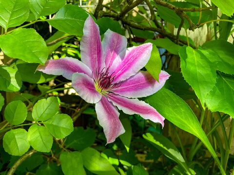 A lavender climatis blossom among green leafs.