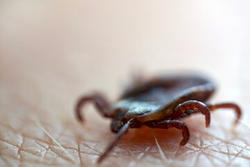 Macro close up of crawling parasitic Dermacentor reticulatus crawling on human skin. Also known as the ornate cow tick, ornate dog tick, meadow tick, and marsh tick. 