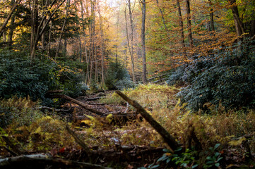 Beautiful autumn scene in the Pennsylvanian woodlands.