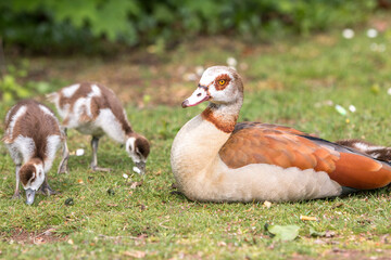 Egyptian Goose chick (Nilgans, Alopochen aegyptiaca)