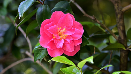 camelia rosa