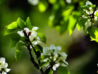 apple tree blossom