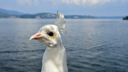 Pavone bianco sul lago d'Orta