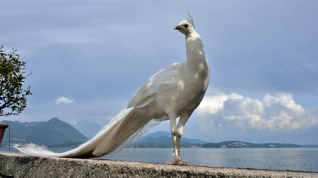 Pavone bianco sul lago d'Orta