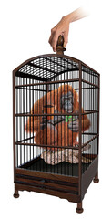 cage, orang-outan, prison, incarcérer, maison, fenêtre, bois, porte, piégé, cage à oiseaux, serrure, vieux, fermé