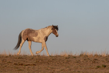 Wild Horse in the Utah Desert in Spring
