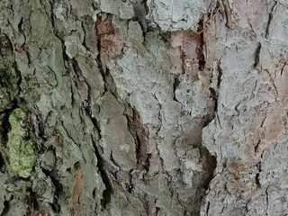 Close up of gray old wood textured pattern