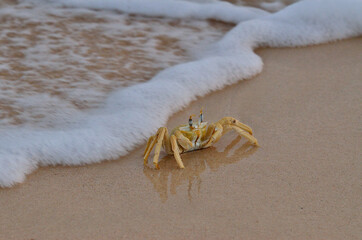 Granchio sulla spiaggia