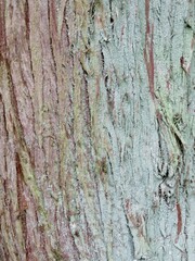 Close up of red old wood textured pattern