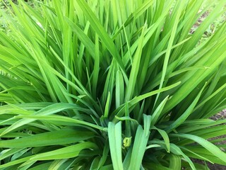 Juicy green grass top view close-up. Natural herbal background. High quality photo
