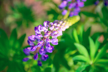 Beautiful lupine flower on a on a green natural background morning sunrise close-up of a macro.  Soft focus